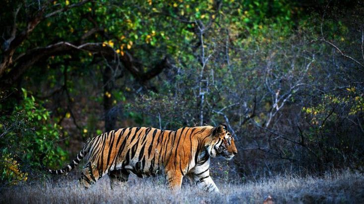 Top National Parks to Visit In North India