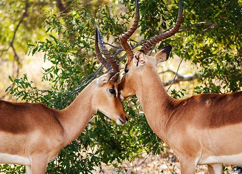 Wildlife