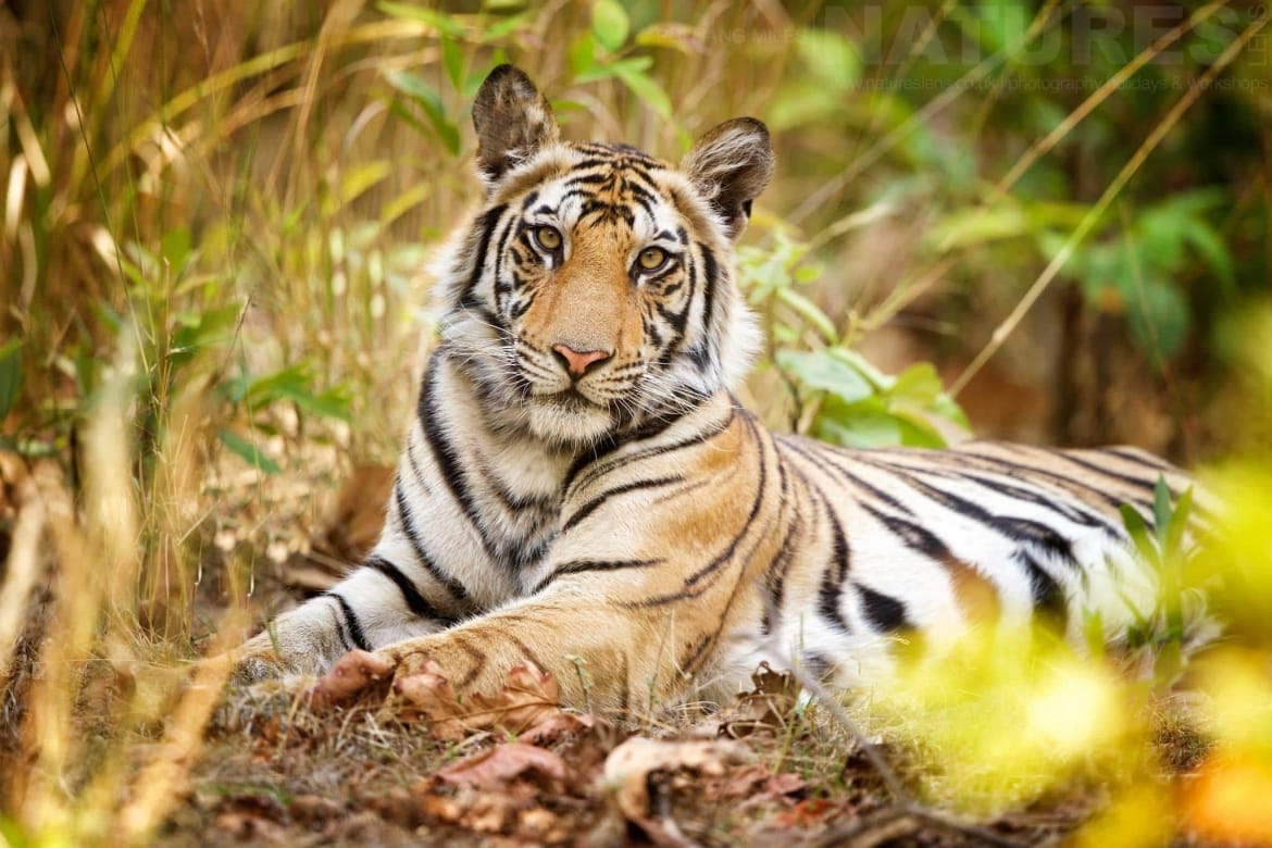 Tiger Safari Expedition India Tour