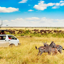 Wildlife Tour