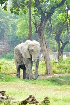 Delhi Agra with Wildlife Tour