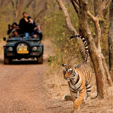Wildlife Safari Wildlife Safari