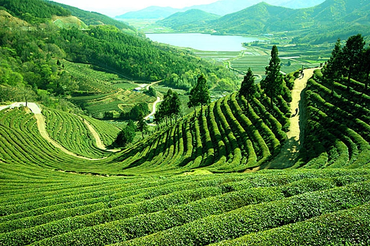 Tea Gardens Tea Gardens