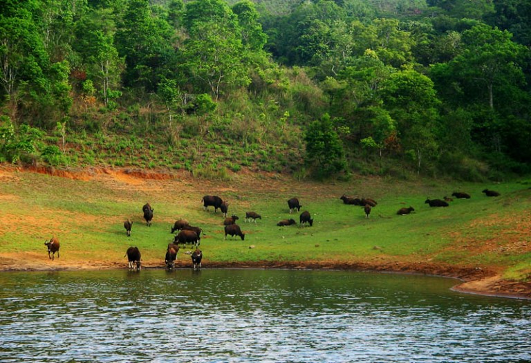 travel to india