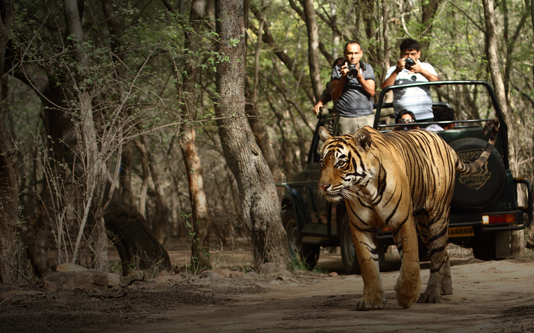 Golden Triangle Wildlife Tour