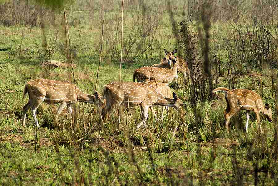 india wildlife and medieval tour