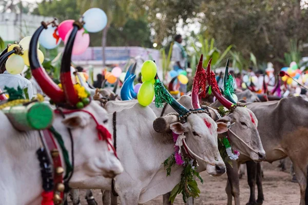 Pongal Pongal