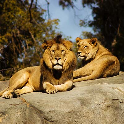 Wildlife Tourism Wildlife Tourism