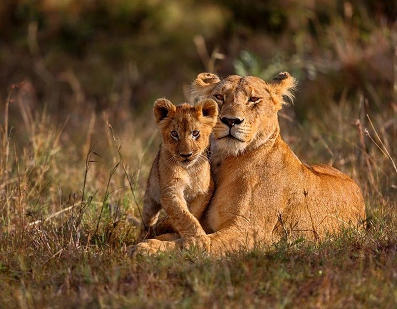 Wildlife & Beach Gujarat Tour Package