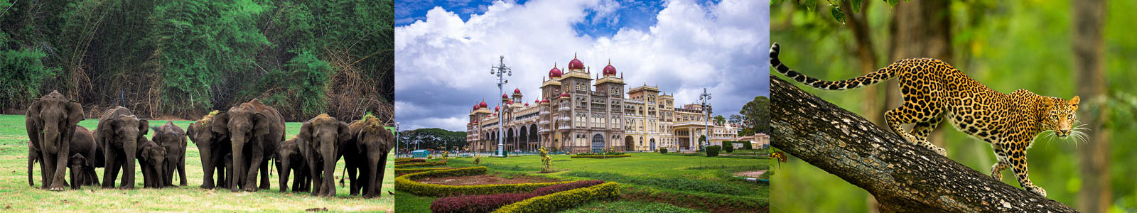 Bangalore Mysore Nagarhole Tour