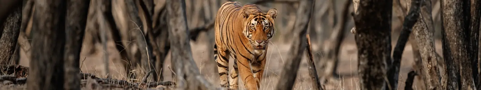 Private Golden Triangle with Ranthambore Tigers
