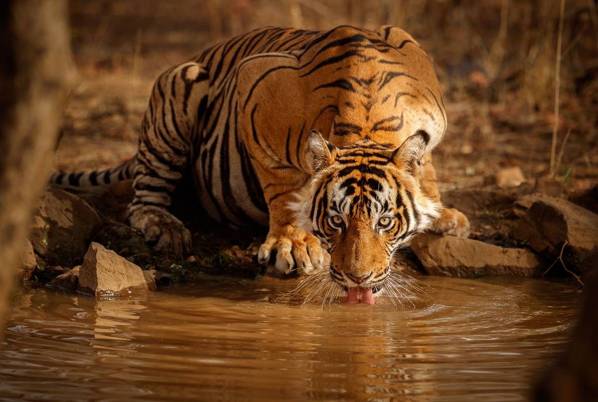 Tiger Safari Expedition India Tour