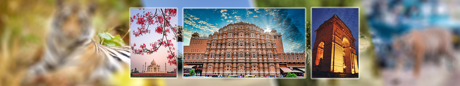 India Tiger Tour with Golden Triangle
